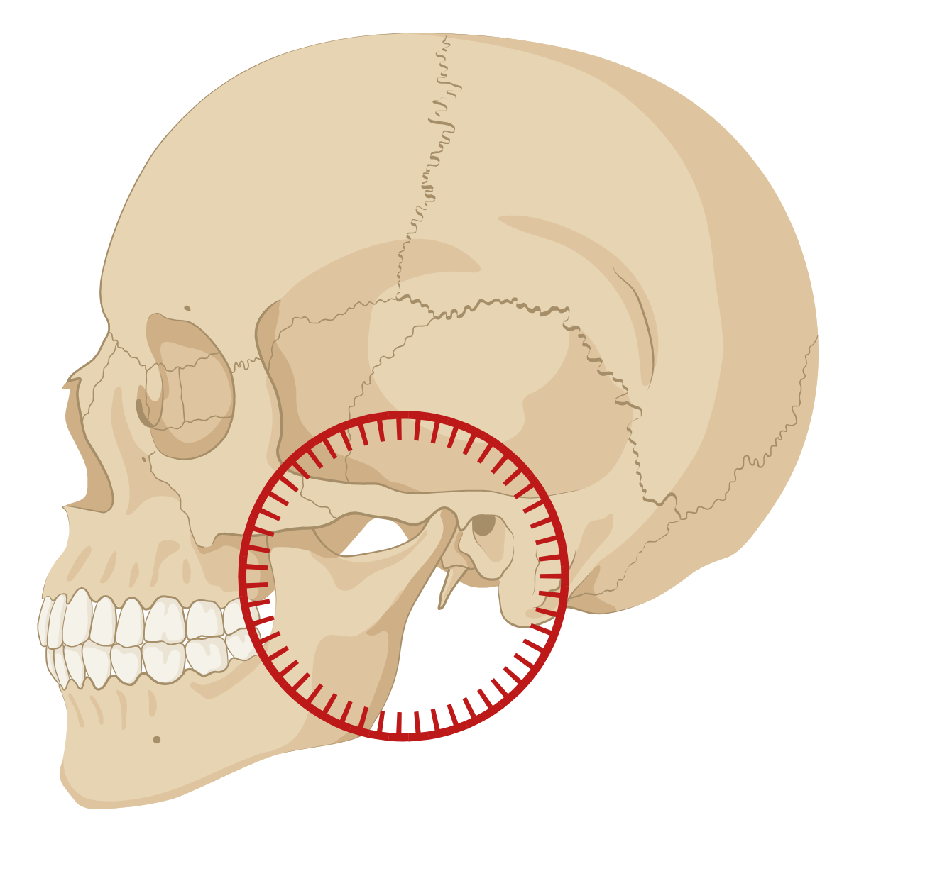 TMJ; Jaw pain and clicking