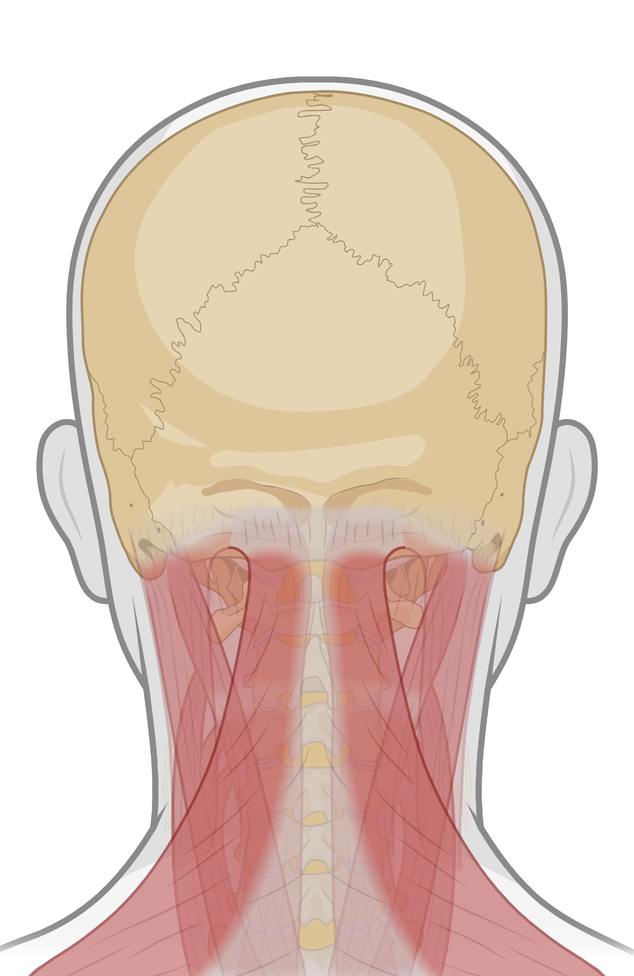 Neck Pain