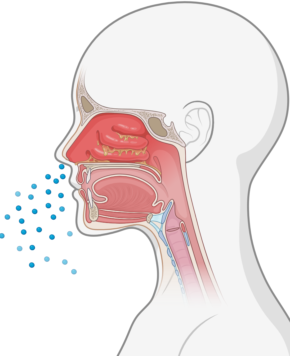 Seasonal Allergies (allergic rhinitis)